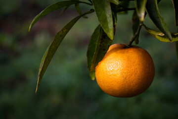Ripe clementine hanging on tree with green leaves. Detail of citrus tree in orchard