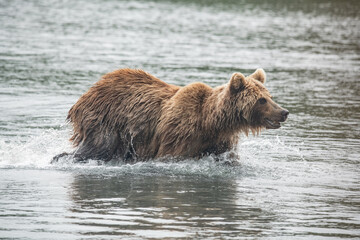 Brown bear on the river in Russia
