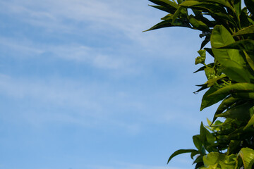 Nature background of citrus tree leaves against the blue sky and soft white clouds. Natural border on the right side of frame with empty space for text