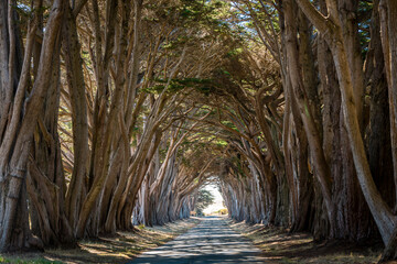 Cypress Tree Tunnel at Point Reyes National Seashore