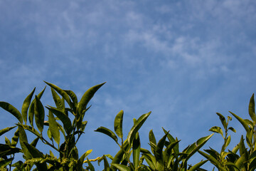 Nature background of citrus tree leaves against the blue sky and soft white clouds. Natural border at the bottom of frame with empty space for text