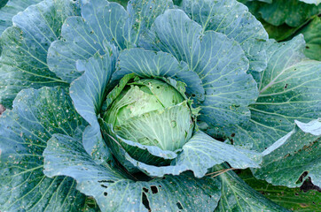 Obraz premium top view of a fork of white cabbage