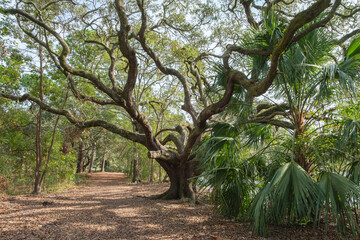 Large live oak tree in New Orleans City Park