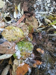 leaves in water