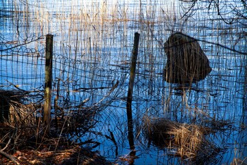 wood fences in the swamp, blue swamp