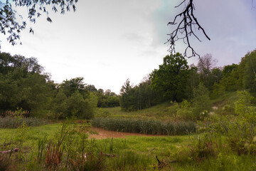 Swamp in the forest. Lake at the edge of the forest