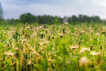 Green field with white dandelions. Dandelions in the dew close-up.