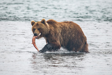Brown bear hunts for salmon in Kamchatka, Russia