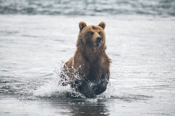 Fototapeta premium Brown bear hunts for salmon in Kamchatka, Russia