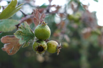 Azarole tree branch with fruits  in springtime
