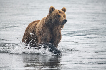 Fototapeta na wymiar Brown bear on the river in Russia