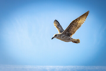 Obraz premium young seagull in flight