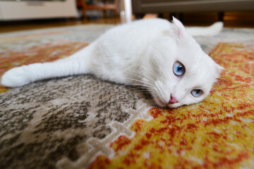 White Scottish fold kitten with blue eyes lays on the carpet