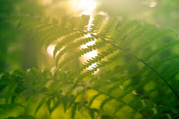 Fern leaf in the sun. Fern in the forest.