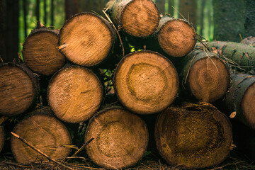 The texture of the cut trees. Harvesting firewood in the forest. A stack of round logs lies in a row.