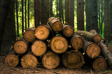 The cut trees lie in the forest. Logging. Cuts of old trees. Firewood preparation.