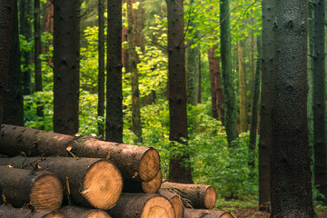 Billet sawn timber in the green forest. deforestation. ecological problem