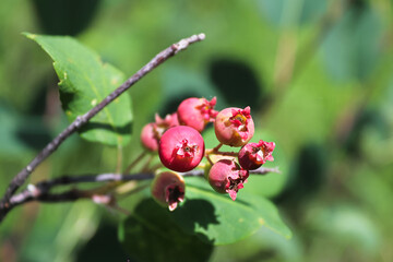 Closeup of pink saskatoon berries on a branch