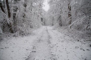 Chemin forestier enneigé 
