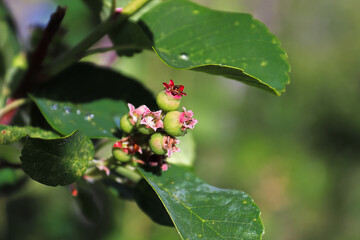 Closeup of the tips of unripe saskatoon berries