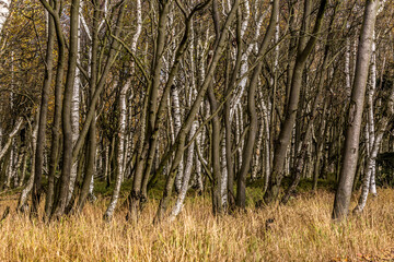 Autumn foggy landscape. Autumn foggy morning in the deciduous forest. The low sun shines through the trees and fog and paints in the leaves and tall grass. Mountain landscape around the hill Decinsky 