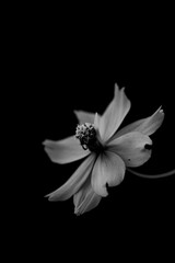 Fototapeta premium shady style black and white flower pictures