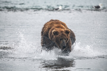 Brown bear hunts for salmon in Russia