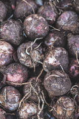 Edible bulbs similar to onions typical of the south of Italy called lampascioni, still with dome dirt on them, in a container on sale in an italian food market.