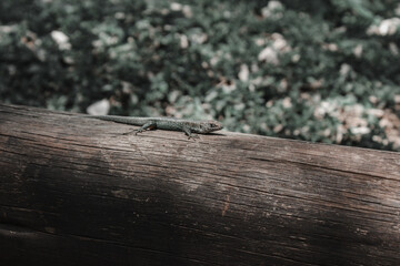 A lizard on a log