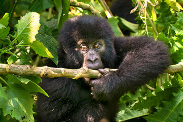 Mountain gorilla - Virunga National Park