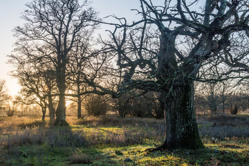 Fototapeta na wymiar Mighty old oak tree by sunset