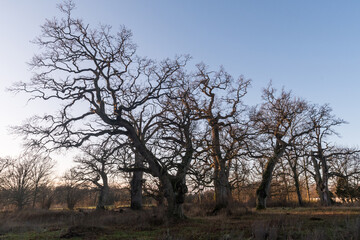 Fototapeta na wymiar Old majestic oak trees in fall season