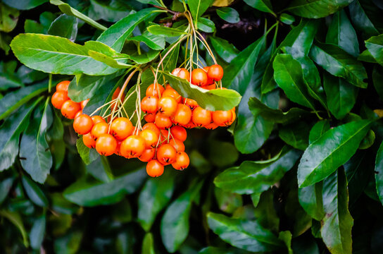 A bunch of Wild fruit in orange in a plant