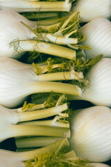 Beautiful, plump fennels neatly arranged in a row in a plastic container on the stall of an italian food market.