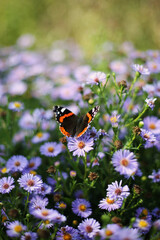 Colorful Red admiral butterfly (Pyrameis atalanta) on a purple flowers of aster blooming in summer with copy space for the text (Russia) 