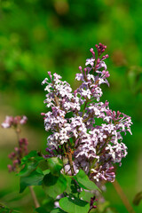 Lilacs bloom in a garden, North China