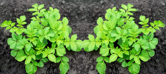 Young potato plants in the field. View from the top banner
