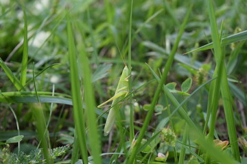 locust in the grass