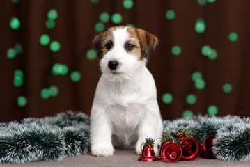 jack russell terrier and the new Year