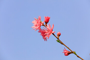 Blooming Rosaceae flowers in the garden, North China