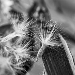 Close-up view of oleander seeds coming out of their capsule about to fly