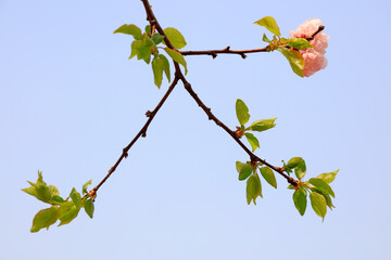 Apricot blossom in a park, North China
