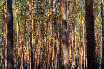 Obraz premium trunks of pine trees in a dense forest, texture of logs close-up.