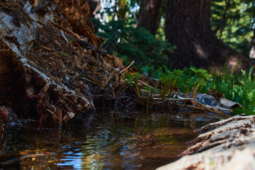Small Pond Made From Fallen Tree