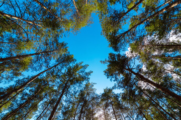 tops of pine trees in a dense evergreen forest bottom up view on a blue sky, eco friendly background on the theme of ecology environment.