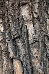 Close up of old bark