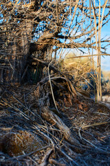 Frosty Bridge Formed Under Sage Brush