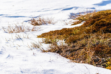Orange grass contrasting with white winter snow. Strands peaking through.
