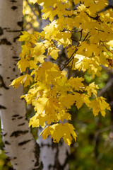 A maple branch with yellow autumn foliage against the background of birch trunks.