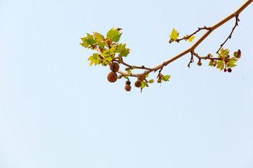 Platanus acerifolia branches in a botanical garden, North China